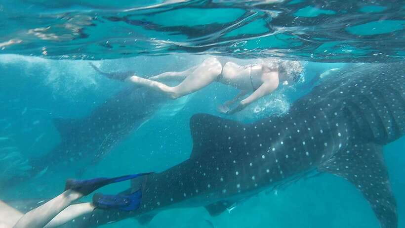 Cebu: Oslob Whaleshark Watching Day Tour - Who will enjoy this Cebu day trip