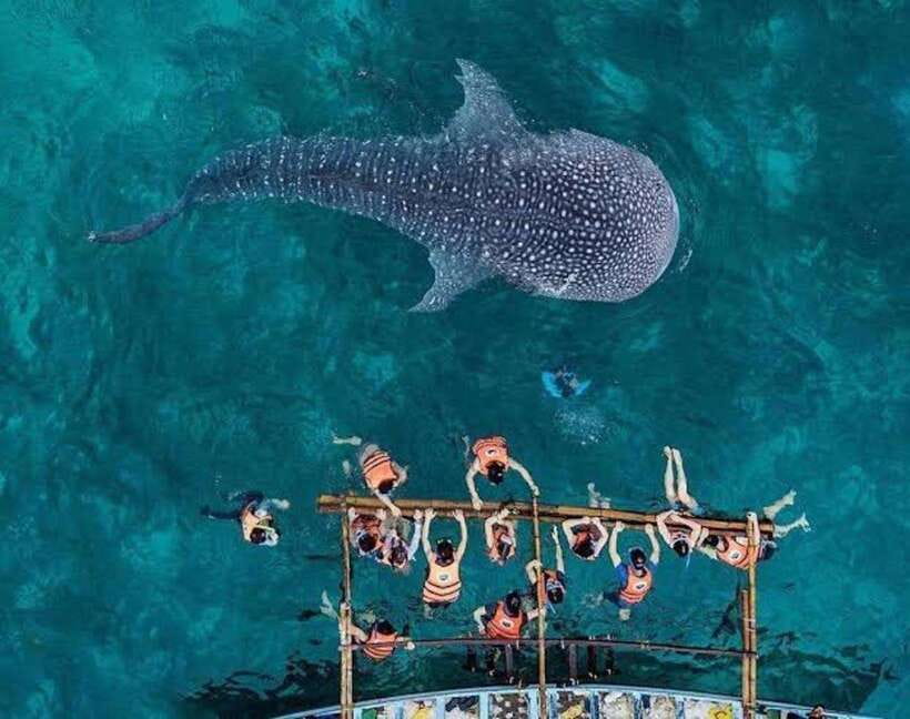 Cebu: Oslob Whaleshark Watching Day Tour - Reaching Oslob from your Cebu pickup point