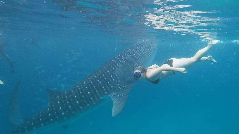 Cebu: Oslob Whaleshark Watching Day Tour - Swimming, snorkeling, and watching from the boat