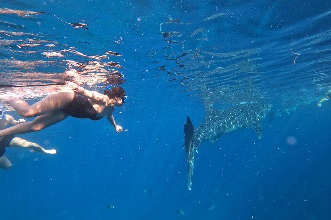 Cebu Oslob Whalesharks, Sumilon & Kawasan Waterfalls Tour - The 4:00 a.m. start and the road to Oslob