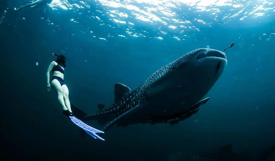 Cebu:Oslob WhaleSharkWatching,Kawasan Canyoneering - Kawasan Falls by trail, pool, and cliff jump