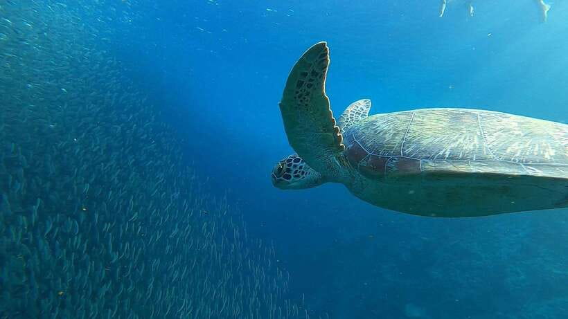 Cebu: Osmeña Peak hike and Sardines Run Snorkel adventure - From mountain air to the Moalboal sardine run
