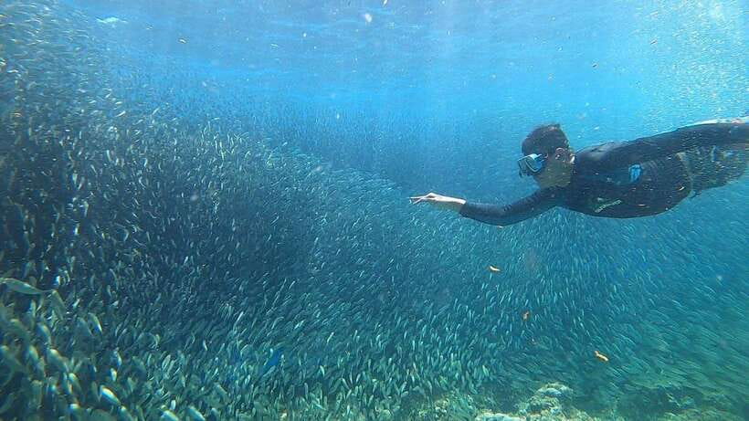 Cebu: Osmeña Peak hike and Sardines Run Snorkel adventure - Guides, photos, and the service you receive
