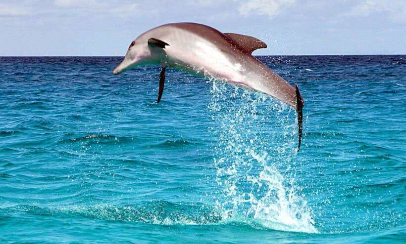 Cebu: Pamilacan, Virgin Island, Dolphin Watching with Lunch - The best parts of the day