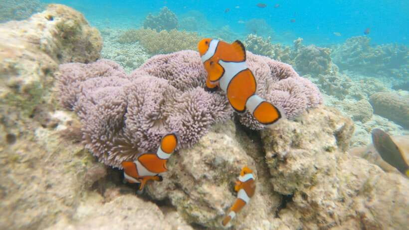 Cebu: Pamilacan, Virgin Island, Dolphin Watching with Lunch - Virgin Island’s white sandbar and shallow water