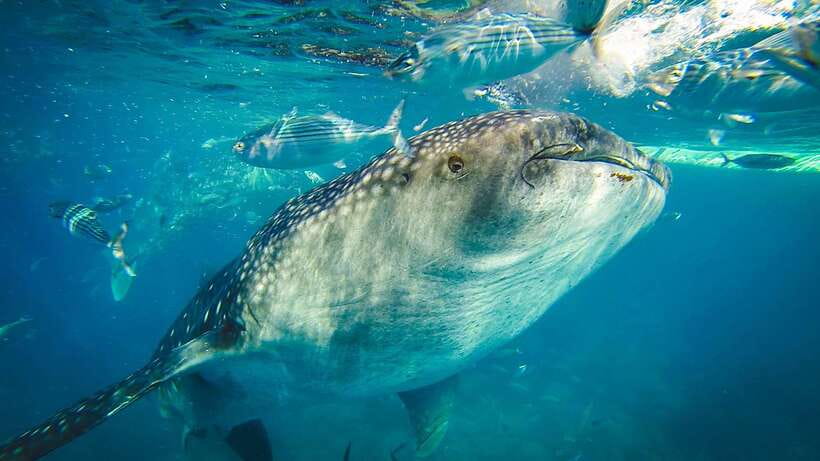 Cebu: Private Sumilon Island & Optional Whale Shark Swim - Communication and pickup details