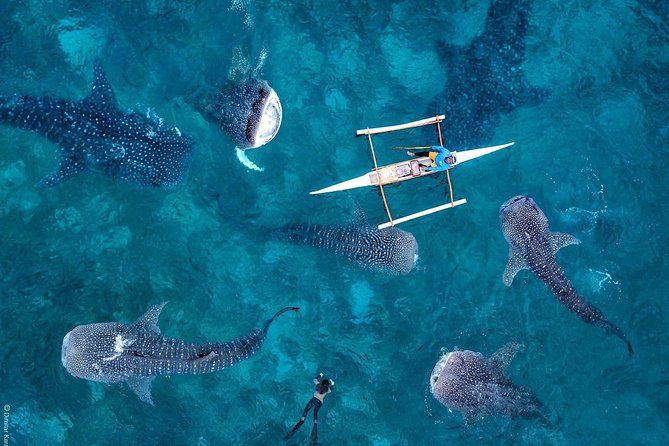 Cebu: Private Tour- Osmena Peak+Oslob Whaleshark+Tumalog Falls - Why This Cebu Day Trip Works