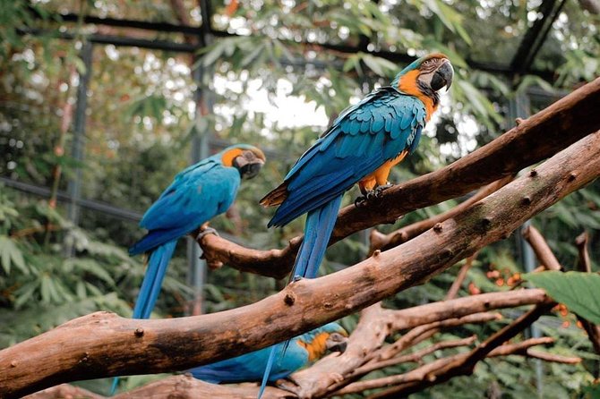 Cebu Safari Adventure - What the Cebu Safari day is really like