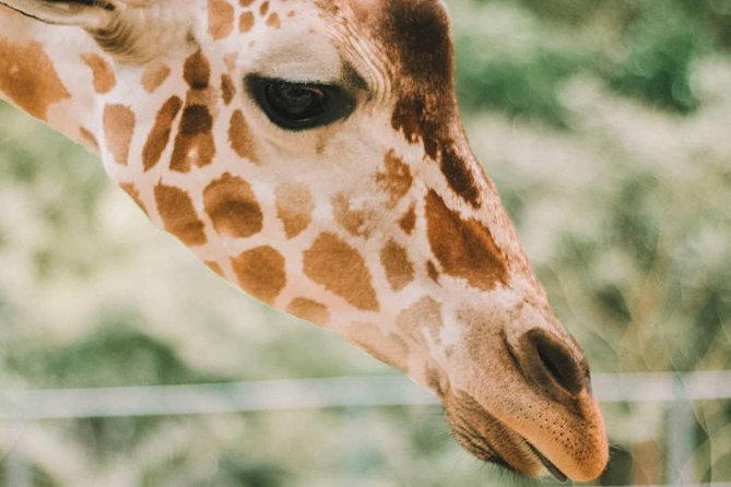 Cebu Safari Adventure - White Lions, giraffes, and alligators