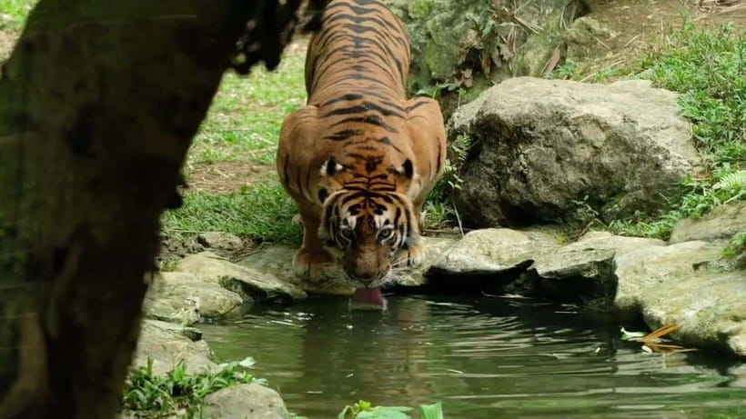 Cebu Safari & Adventure Park: Wildlife Tour with Transfers - Key Points Before You Book