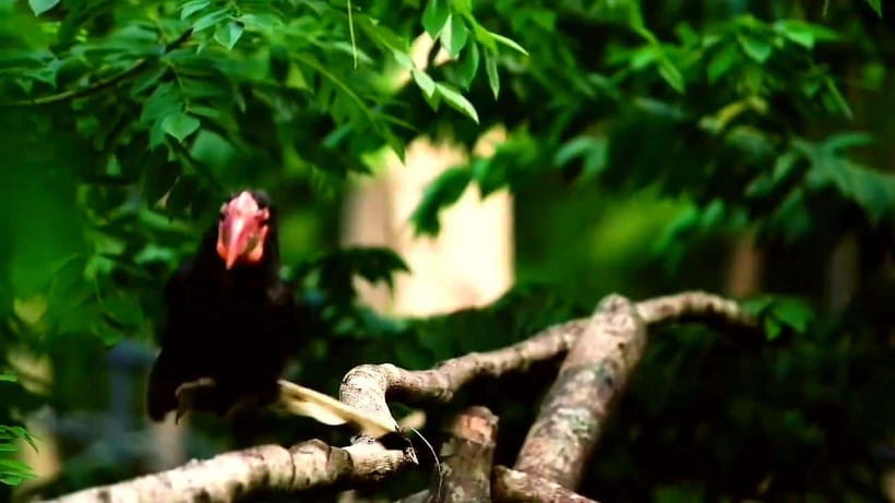 Cebu Safari & Adventure Park: Wildlife Tour with Transfers - Should You Book Cebu Safari & Adventure Park?