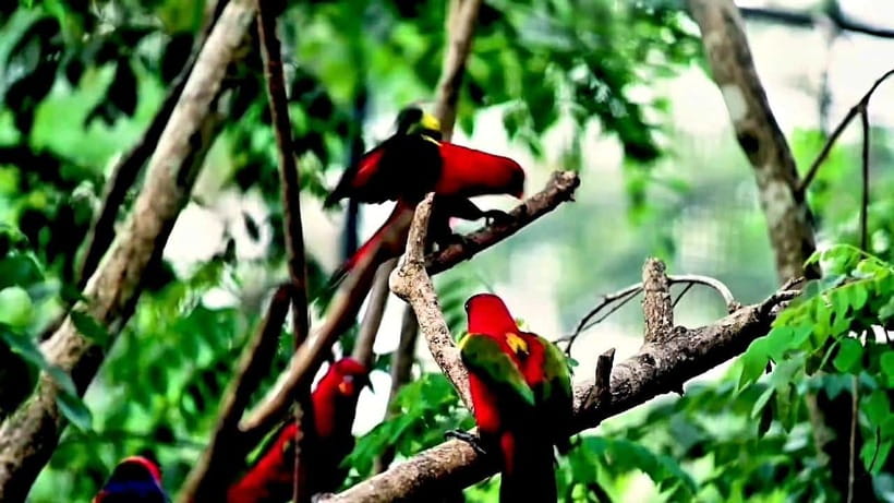Cebu Safari & Adventure Park: Wildlife Tour with Transfers - The Long Road From Cebu City to Carmen