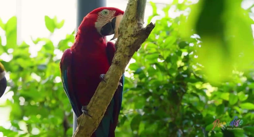 Cebu Safari & Adventure Park: Wildlife Tour with Transfers - Close Encounters With Selected Animals