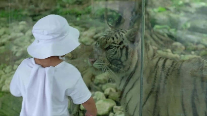 Cebu Safari & Adventure Park: Wildlife Tour with Transfers - Shows, Conservation Talks, and the Botanical Gardens