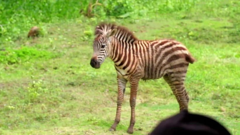 Cebu Safari & Adventure Park: Wildlife Tour with Transfers - Lunch and the Practical Side of the Park