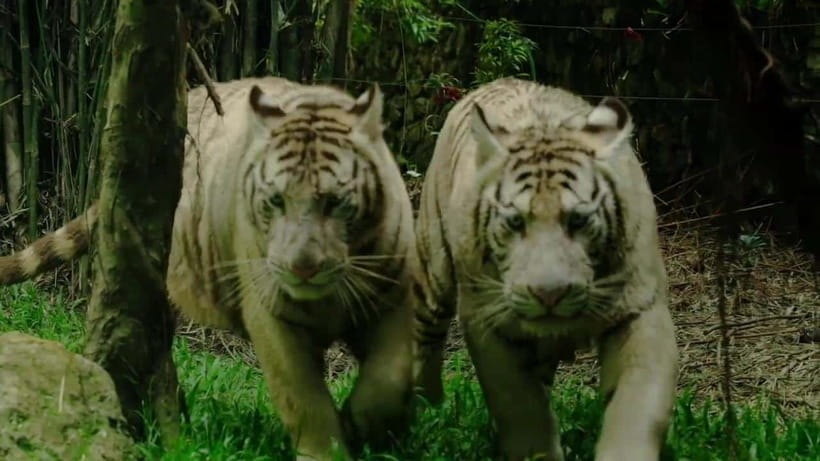 Cebu Safari & Adventure Park: Wildlife Tour with Transfers - Is the $103 Price Fair?
