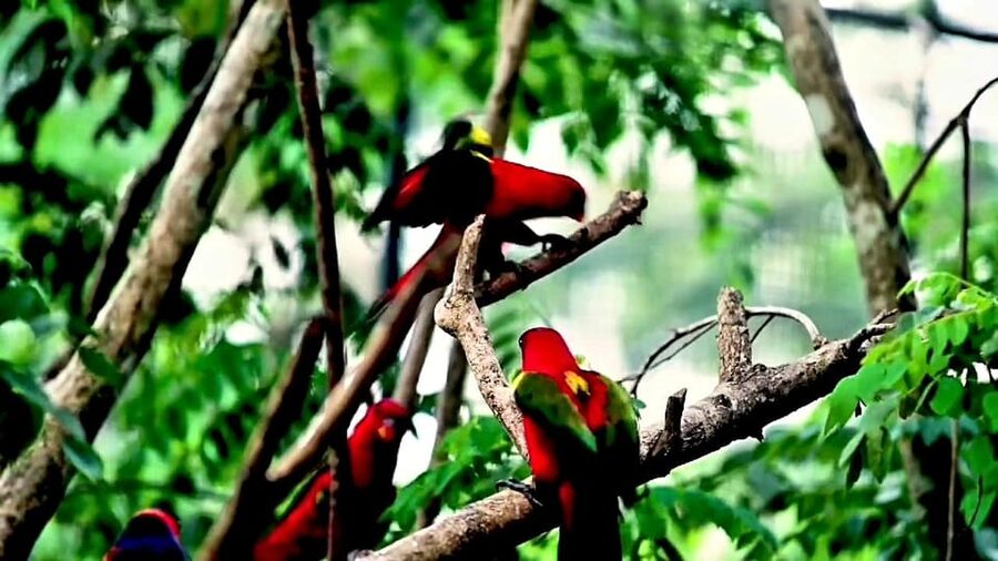 Cebu Safari & Adventure Park: Wildlife Tour with Transfers - What to Bring and How to Plan the Day