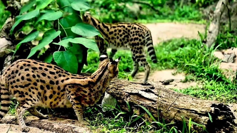 Cebu Safari & Adventure Park: Wildlife Tour with Transfers