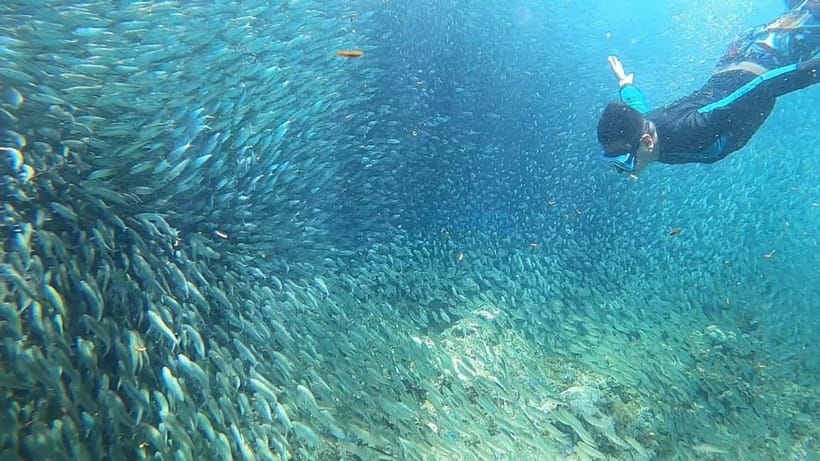 Cebu: Sardine Run Snorkeling, Mantayupan Falls & ATV Thrills - Who will enjoy this tour most?