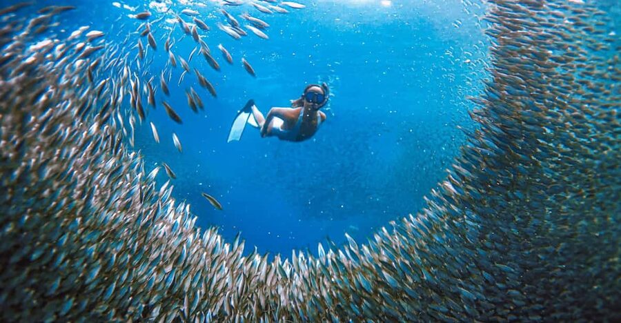 Cebu: Sardine Run Snorkeling, Mantayupan Falls & ATV Thrills - Is $103 good value for this Cebu day trip?