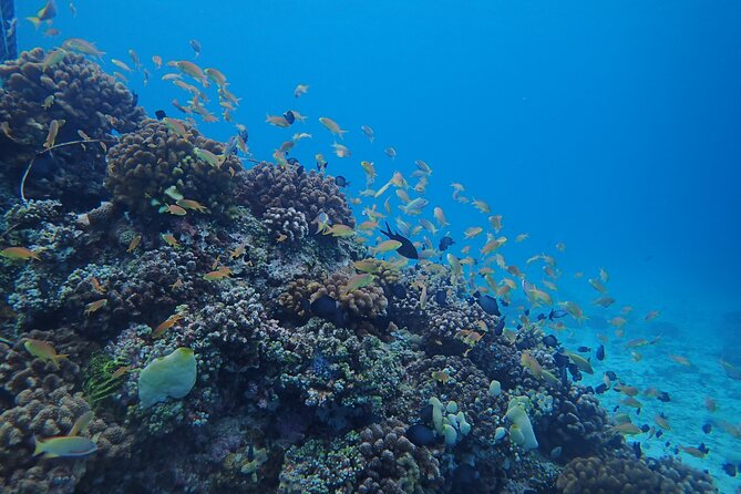 Cebu: Scuba Diving Experience beach entry in Mactan - Learning the basics before entering the sea