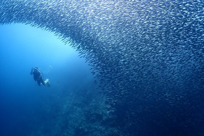 Cebu: Scuba Diving Experience beach entry in Mactan - Who will get the most from this experience