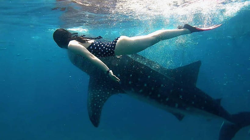 Cebu Shared Tour: Whaleshark Swimming & Kawasan Canyoneering - Two Cebu adventures, one very long day