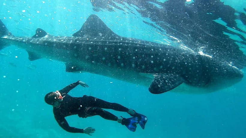 Cebu Shared Tour: Whaleshark Swimming & Kawasan Canyoneering - Is $111 good value?