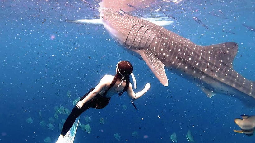 Cebu Shared Tour: Whaleshark Swimming & Kawasan Canyoneering - Early pickup and the shared van