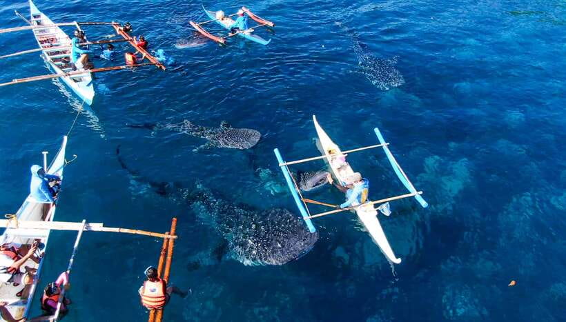 Cebu: Sumilon Sand Bar, Whale Sharks & Sardines Snorkeling - Quick points before you book