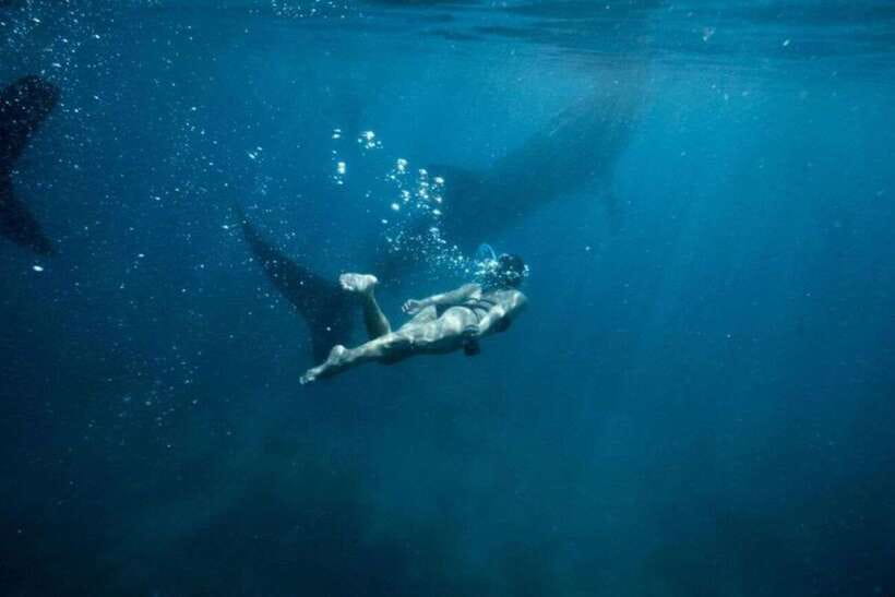 Cebu: Sumilon Sand Bar, Whale Sharks & Sardines Snorkeling - Why this Cebu day trip takes 14 hours