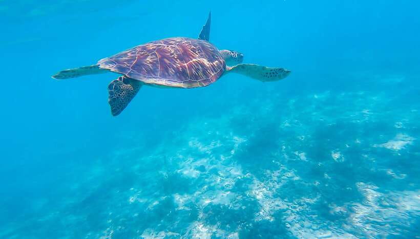 Cebu: Sumilon Sand Bar, Whale Sharks & Sardines Snorkeling - Sumilon Island’s shifting sandbar
