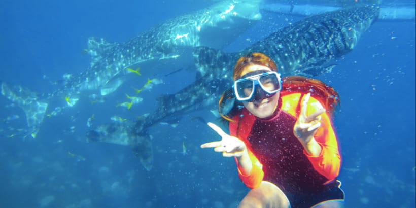 Cebu: Sumilon Sand Bar, Whale Sharks & Sardines Snorkeling - What the $126 price really covers