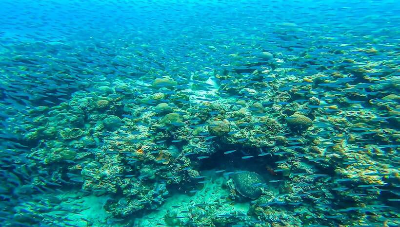 Cebu: Sumilon Sand Bar, Whale Sharks & Sardines Snorkeling - Who will enjoy this tour most?