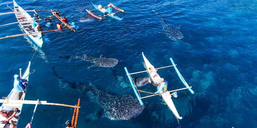 Cebu: Sumilon Sand Bar, Whale Sharks & Sardines Snorkeling - My verdict on this Cebu marine adventure