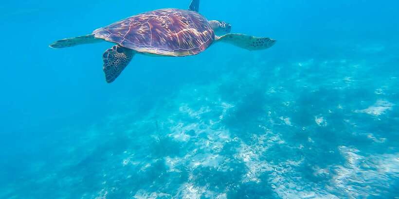 Cebu: Sumilon Sand Bar, Whale Sharks & Sardines Snorkeling - FAQ