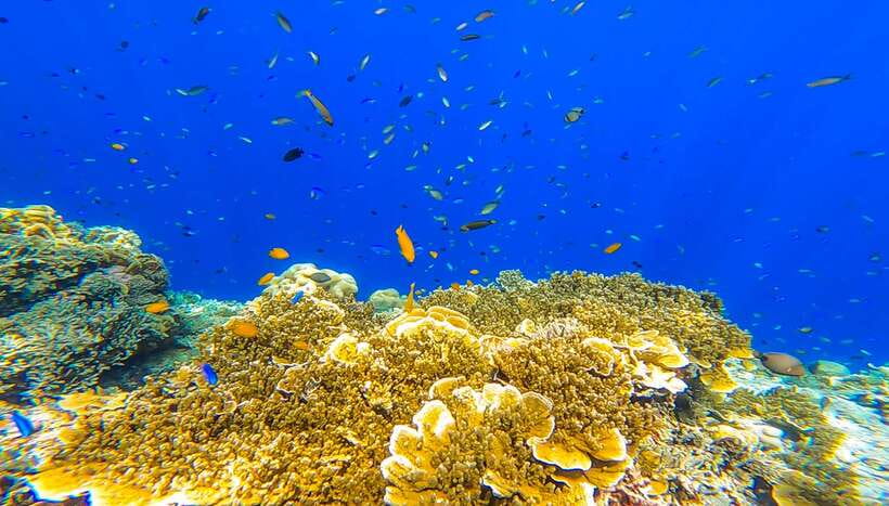 Cebu: Sumilon Sand Bar, Whale Sharks & Sardines Snorkeling - Oslob whale sharks: the morning’s big event