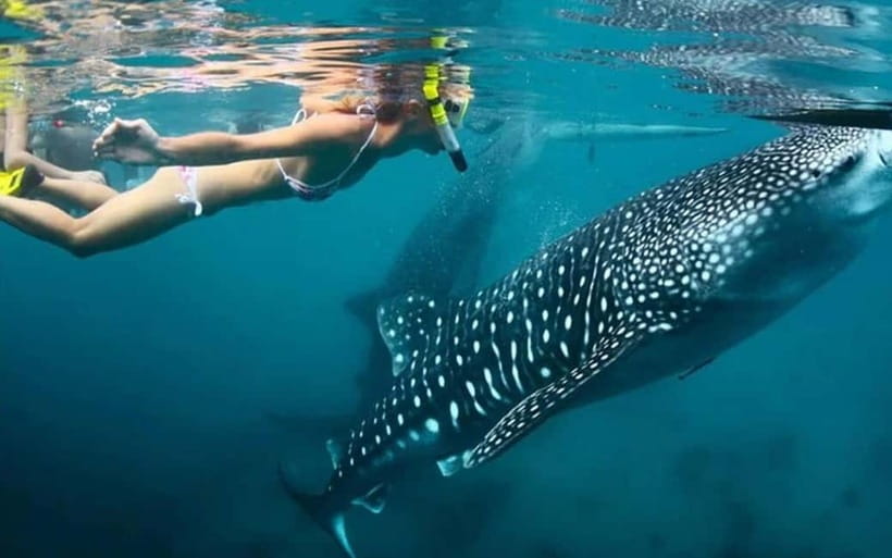 Cebu: Whale Shark, and Sumilon Sandbar and Inambakan Falls - Oslob whale sharks: a close look with clear rules