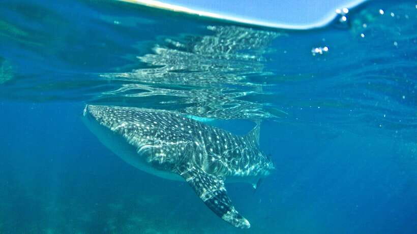 Cebu: Whale Shark Encounter and Kawasan Canyoneering - Key points at a glance