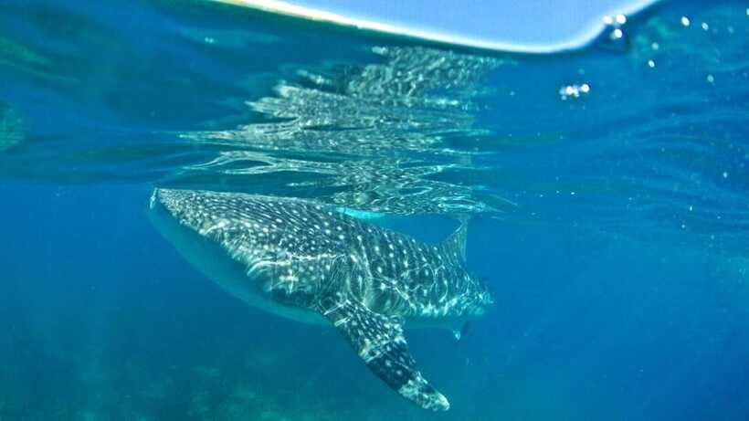 Cebu: Whale Shark Encounter and Kawasan Canyoneering - Who should book this Cebu combination?