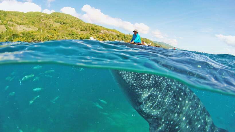Cebu: Whale Shark Encounter and Kawasan Canyoneering - The morning whale shark encounter