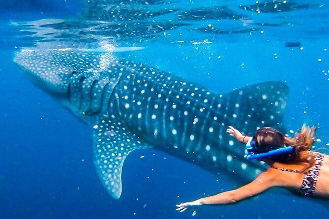 Cebu Whale Shark Encounter, Moalboal Sardines & Tumalog Falls - A 4 a.m. start and a long ride south