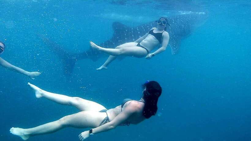 Cebu: Whale Shark, Inambakan Falls & Moalboal Sardine Tour - The quick facts that matter most