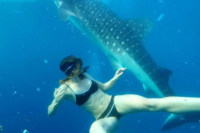 Cebu Whale Shark Interaction, Moalboal Sea Turtles, Sardines Run & Canyoneering - The 4:00 am start and the long Cebu transfer