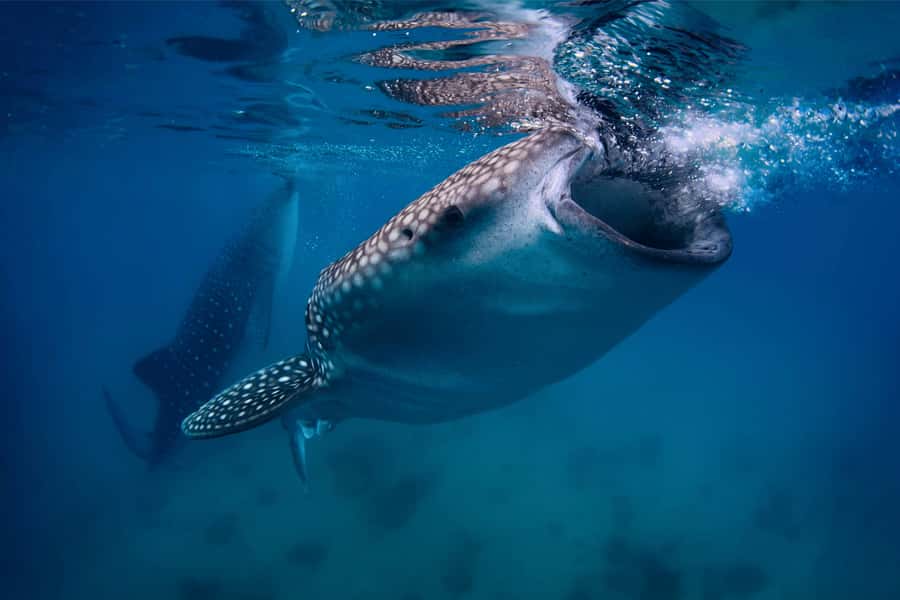 Cebu: Whale Shark, Monkey Sanctuary, & Moalboal Snorkel Tour - Why this Cebu day trip appeals to me