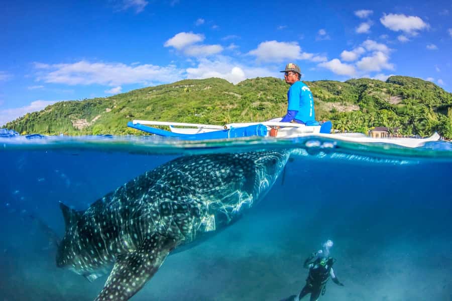 Cebu: Whale Shark, Monkey Sanctuary, & Moalboal Snorkel Tour - The long transfer from Oslob to Moalboal