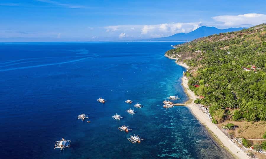 Cebu: Whale Shark, Monkey Sanctuary, & Moalboal Snorkel Tour - Is $117 a fair price?