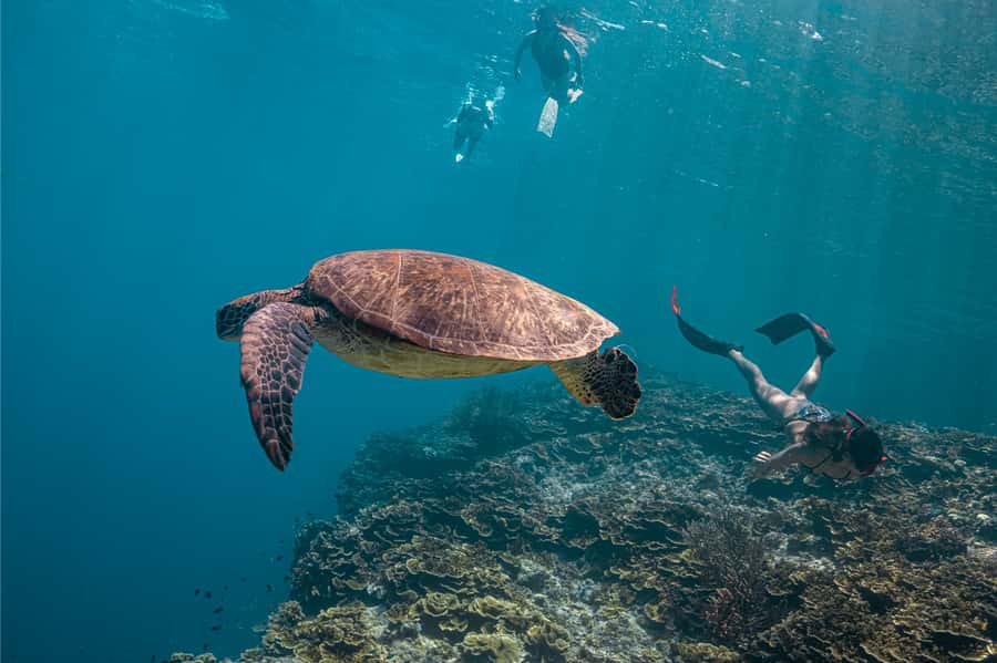 Cebu: Whale Shark, Monkey Sanctuary, & Moalboal Snorkel Tour - The 4 a.m. start and the road to Oslob