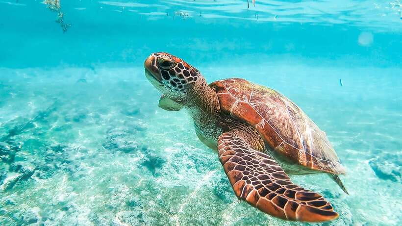 Cebu: Whale Shark, Monkey Sanctuary, & Moalboal Turtles Tour - Key points to know before booking