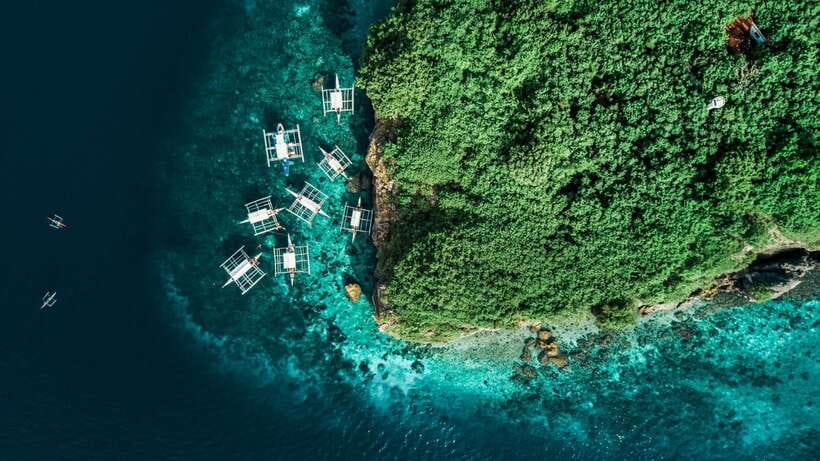 Cebu: Whale Shark, Monkey Sanctuary, & Moalboal Turtles Tour - Comfort, timing, and who should book